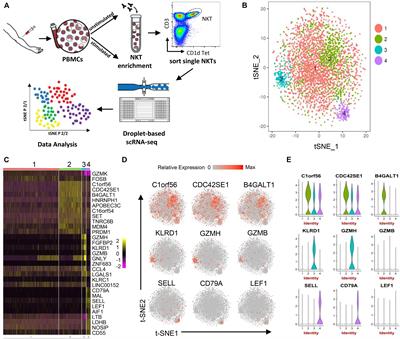 Single-Cell RNA-Seq Analysis Uncovers Distinct Functional Human NKT Cell Sub-Populations in Peripheral Blood